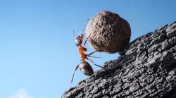 Små SEO-insatser kan ge stora resultat, demonstreras som en myra som kämpar med att rulla en sten uppför en kulle.