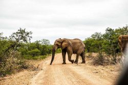 Elefant på promenad i Sydafrika - inspiration från en av Loopias kunder